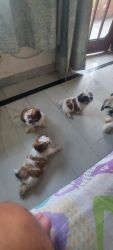 Shihtzu puppies available at chandigarh