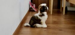 Fully Vaccinated Shih Tzu for Sale