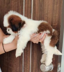 Want to sell my 46 days old Shih Tzu female Puppy in Pune