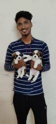 SHIHTZU PUPPIES AVAILABLE IN CHENNAI