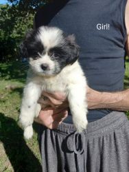 ACA Registered Shih Tzu Puppies with Full Breeder Rights