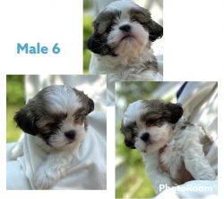 Shih Tzu puppies looking for their forever homes.