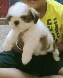 Male shih-tzu puppy for sale