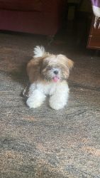 Want to sell my 5 month old shih tzu