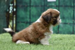 Cute Shih Tzu female puppy available in Mumbai/Thane/Navi mumbai