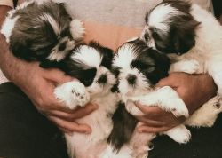 Shihtzu puppies available