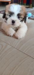 47 days old Shih Tzu available