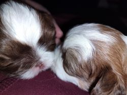 2 Beautiful Imperial Male Shih Tzus with gorgeous eyes.