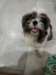 4 month Shih Tzu for sell