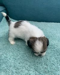 Shih tzu puppies ready for their forever home 6/26/2022