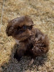 Brown Shih tzu puppy