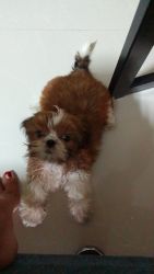 Shih Tzu small cute puppy
