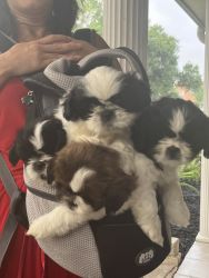 Shih TZU puppies for sale