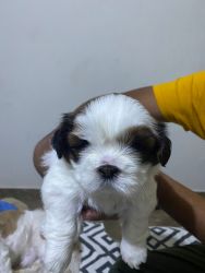Pure breed shih Tzu puppies available