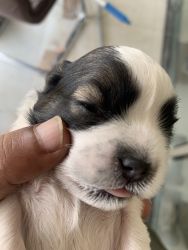 Male puppy for sale
