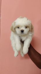 Male shih tzu puppy for sale