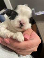 1 male 8 week old Shihtzu puppies for sale