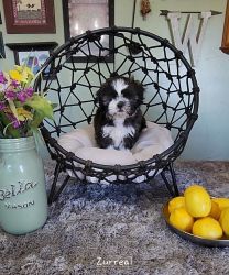 Shihtzu puppies for sale littlestown pa