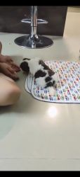 50 days old shitzu puppy
