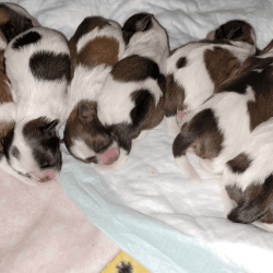 7 beautiful Shih Tzu puppies