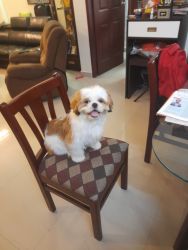 Shi Tzu puppy for sale