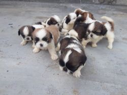 Shitzu puppies are available for sale.