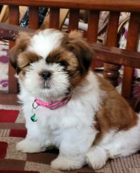 60 days old shih tzu puppy for sale in bangalore.