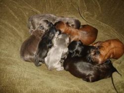 Down Sizing Breeders Shih Tzus
