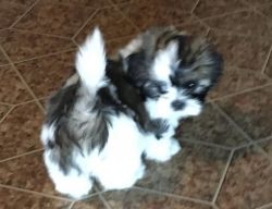Shih Tzu Puppies Pure Bred and Registered QUALITY Home Raised HAPPY Gi