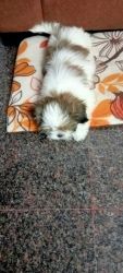 Two months old Shih Tzu puppy for sale