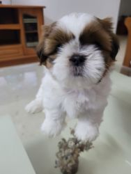 2 months old shih tzu puppy for sale in bangalore