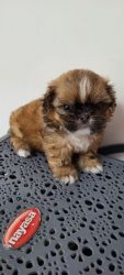 Imperial Shih Tzu puppies available with 20 nails