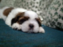 Shi Tzu 45 days old puppy for sale
