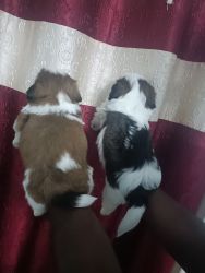 Shih Tzu male available