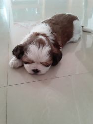 Shih Tzu puppy for sale male