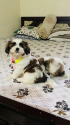 Shih Tzu for sell pair