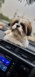 Wanna sell 9 Month old Shih Tzu