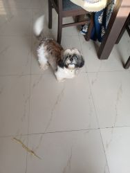 Shih Tzu 4 Month old Male dog for sale