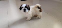 Want to Sell Shih Tzu. 60 days old. Very healthy. Pure male bride.