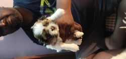 Shih Tzu quality male puppy available for sale