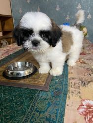 I want to sell 2 months old Shihtzu puppy, she is super cute