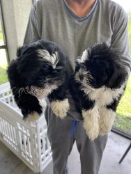 Shih Tzu Puppies Ready For New Homes Today