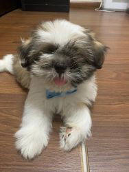 5 months shih tzu puppy for adoption