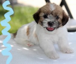 Shi tzu puppy for sale