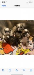 Beautiful lovable Shih Tzu puppies for sell