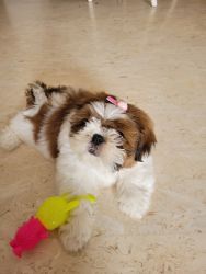 80 days old female Shih Tzu puppy for sale