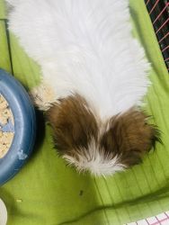 Shi tzu for SALE - 50 days old male