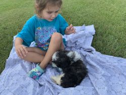 Male Baby shih Tzu needs a new home