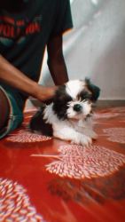 2 month old shih tzu puppy for sale