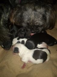 CKC imperial Shih-tzu puppies for sale
